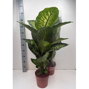 Dieff Se Tropic Snow