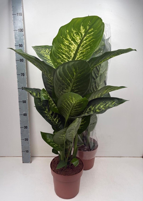 <h4>Dieff Se Tropic Snow</h4>
