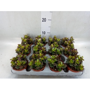 Crassula ovata 'Minor'