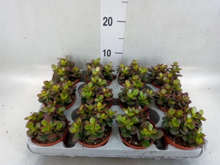 <h4>Crassula ovata 'Minor'</h4>