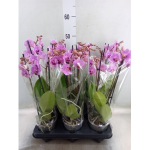 Phalaenopsis multi.   ...rose