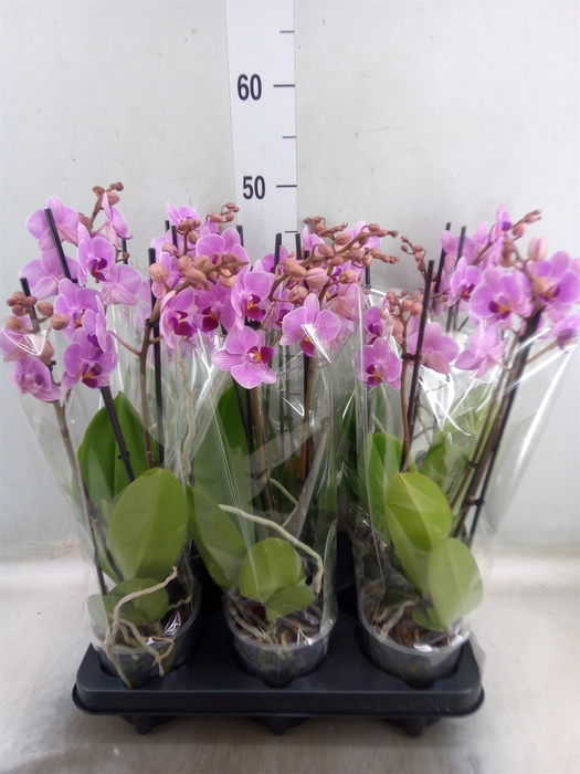 <h4>Phalaenopsis multi.   ...rose</h4>