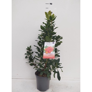 Arbutus unedo