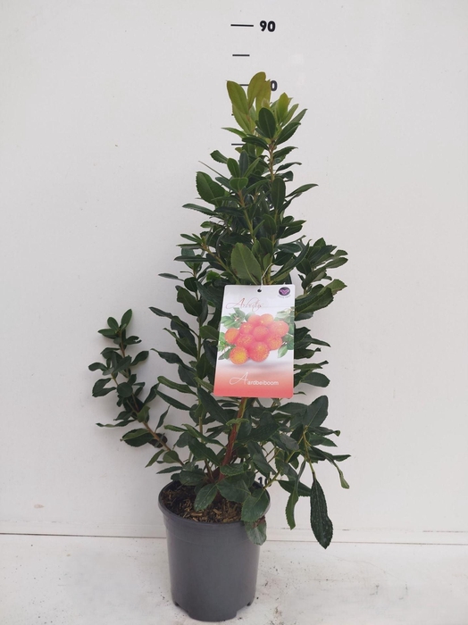 <h4>Arbutus unedo</h4>