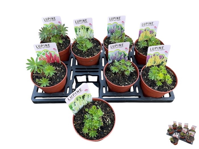 <h4>LUPI GALLERY  GEM</h4>