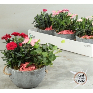ARR TUINPLANTEN