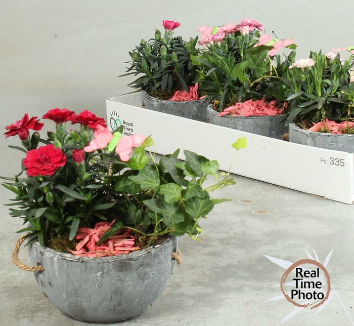 <h4>ARR TUINPLANTEN</h4>