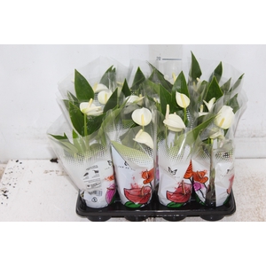 ANTHURIUM BRANCO P06