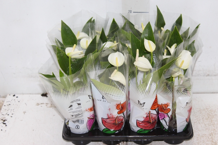 <h4>ANTHURIUM BRANCO P06</h4>