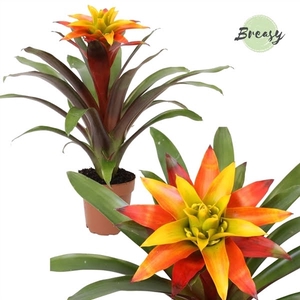 Guzmania Fiero Yellow