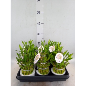 Dracaena sand. 'Lucky Bamboo' ..pyr