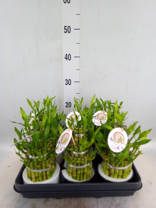 <h4>Dracaena sand. 'Lucky Bamboo' ..pyr</h4>