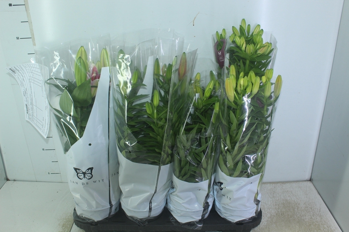 <h4>LIRIO VARIADO P15</h4>
