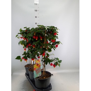 Abutilon  'Big Bell'