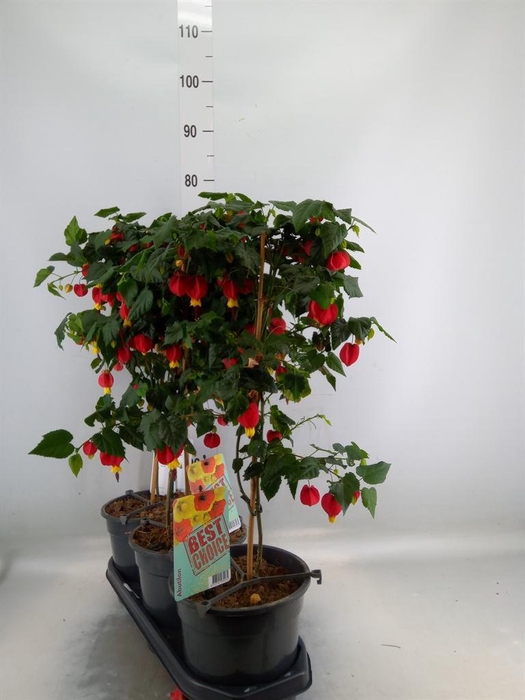 <h4>Abutilon  'Big Bell'</h4>