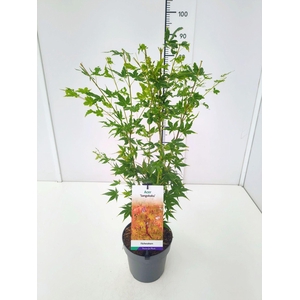 Acer palmatum Sangokaku