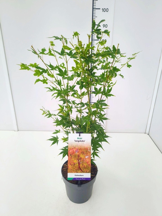 <h4>Acer palmatum Sangokaku</h4>