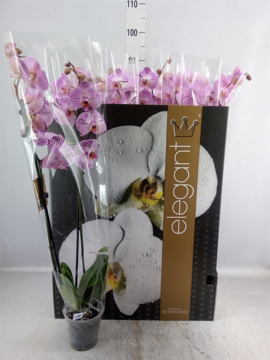 <h4>Phalaenopsis   ...</h4>