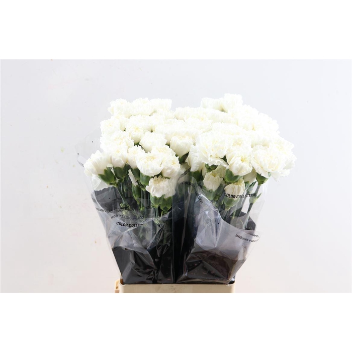 <h4>Di St Moonlight</h4>