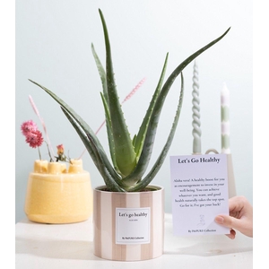 Aloe Vera Gift 