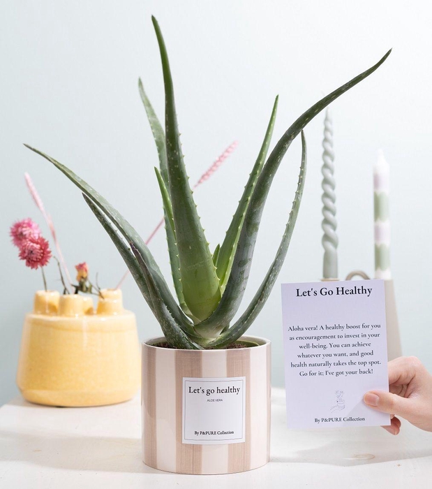<h4>Aloe Vera Gift "Let's go healthy" WITH GREETING CARD!!!</h4>