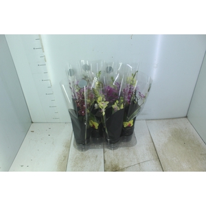 PHALAENOPSIS MINI P09 2 HT PREMIUM