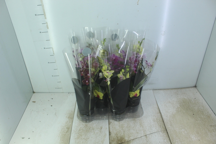 <h4>PHALAENOPSIS MINI P09 2 HT PREMIUM</h4>