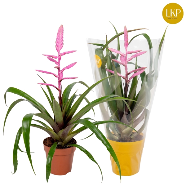 <h4>Tillandsia Andreas Roze (Met Hoes)</h4>