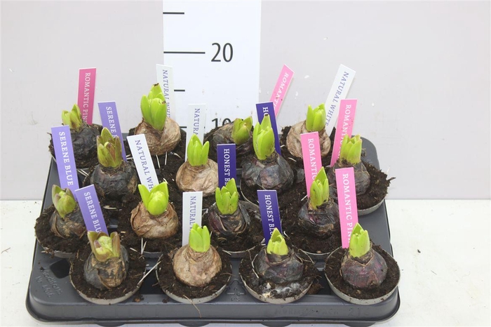 <h4>Hyacinthus Pearl Gemengd 1pp</h4>