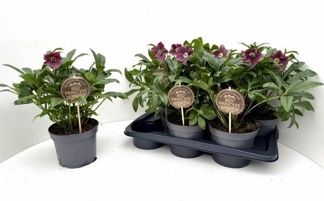 <h4>HELL VIV VICTORIA</h4>