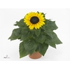 Helianthus Sunray Yellow Vertakt