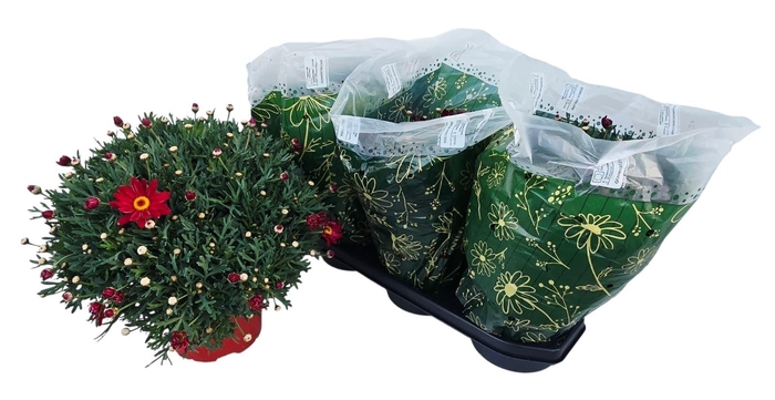 <h4>ARG GIUDITTA</h4>