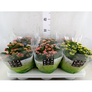 Kalanchoe blos.   ..rosebud mix  4