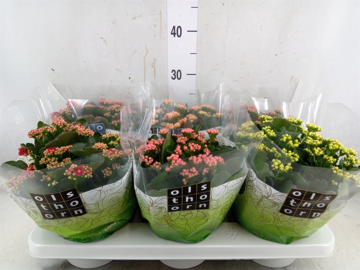 <h4>Kalanchoe blos.   ..rosebud mix  4</h4>