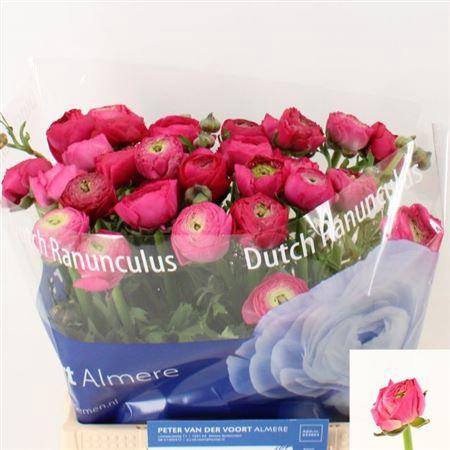 <h4>Ran Aazur Deep Rose</h4>