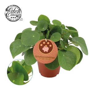 Pilea Peperomioides 15cm Frans etiket