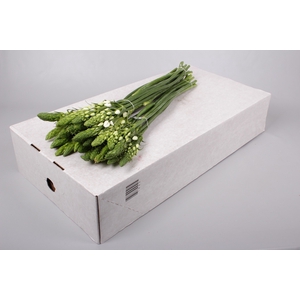 Ornithogalum Thyrsoides