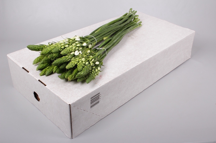 Ornithogalum Thyrsoides