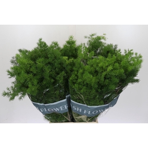 Asparagus Umbellatus