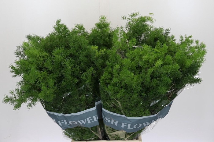 <h4>Asparagus Umbellatus</h4>