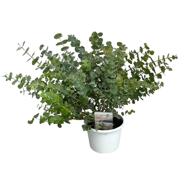 <h4>Eucalyptus cinerea</h4>