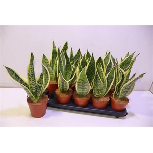 arr8 Sansev Futura Superb