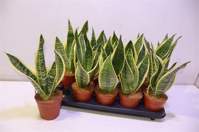 <h4>arr8 Sansev Futura Superb</h4>