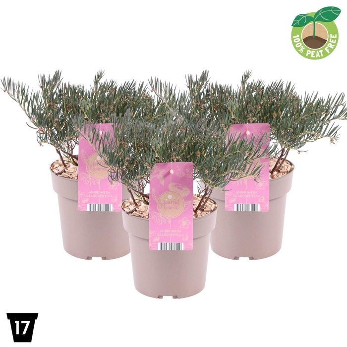 <h4>Andromeda polifolia</h4>