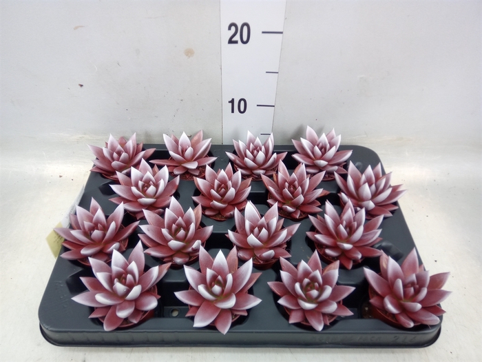 <h4>Echeveria  'Miranda'</h4>