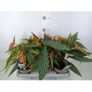 Begonia BD mac. 'Wightii'