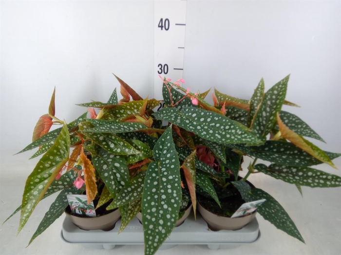 <h4>Begonia BD mac. 'Wightii'</h4>