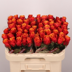 Rosa gr España