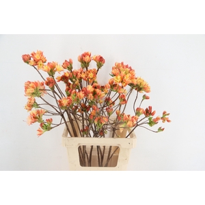 RHODO. DOUBLE SALMON 065CM