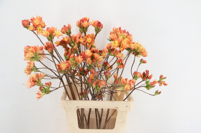 <h4>RHODO. DOUBLE SALMON 065CM</h4>